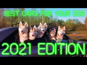 Generic BEST CARS DOGS FEATURE